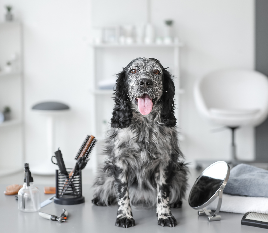 Dog grooming result
