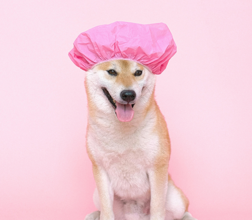 Dog spa treatment result