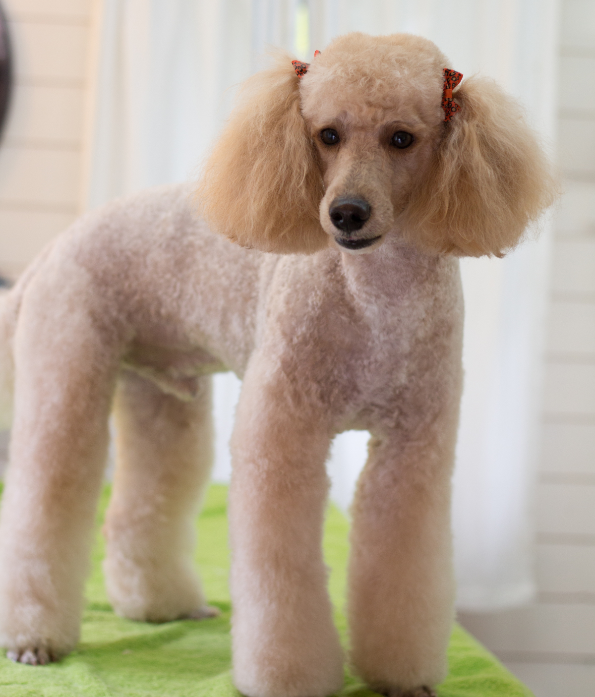 Groomed dog full groom